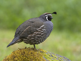 California Quail (Callipepla Californica) Perched on a Mossy Rock in Victoria, British Columbia Photographie par Glenn Bartley