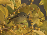 Ruby-Crowned Kinglet (Regulus Calendula) Perched in Fall-Colored Foliage, Toronto, Ontario, Canada Photographic Print by Glenn Bartley