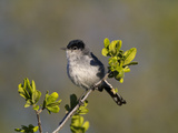 Black-Tailed Gnatcatcher (Polioptila Melanura), Big Bend National Park, Texas, USA Photographic Print by John Abbott