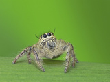 Jumping Spider Photographic Print by Tan Chuan-Yean