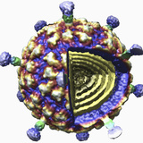 Three Dimensional Representation of the Infectious Myonecrosis Virus (Imnv) Photographic Print by Timothy Baker