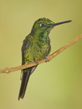 Empress Brilliant (Heliodoxa Imperatrix) Perched on a Branch at the Mindo Loma Reserve Photographic Print by Glenn Bartley