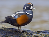 Male Harlequin Duck (Histrionicus Histrionicus) Perched on a Rock, Victoria, BC, Canada Photographic Print by Glenn Bartley