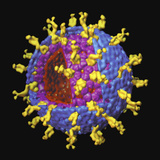 Rotavirus Is the Most Common Cause of Severe Diarrhea Among Children Photographic Print by Timothy Baker