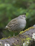 California Quail (Callipepla Californica) Perched on a Mossy Tree Branch in Victoria Photographic Print by Glenn Bartley