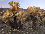 Teddy Bear or Jumping Cholla Cactus (Opuntia Bigelovii) Desert, Joshua Tree National Park Photographie par David Cobb