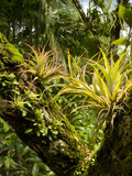 Bromeliads and Other Epiphytes on a Rainforest Tree Trunk, Osa Peninsula, Costa Rica Photographie par Gregory Basco