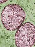 Mitochondria in a Plant Root Parenchyma Cell, TEM X21,200 Photographic Print by Howard Berg