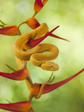 Eyelash Pit Viper (Bothriechis Schlegelii), Costa Rica Photographic Print by Gregory Basco