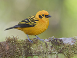 Golden Tanager (Tangara Arthus) Perched on a Branch at the Mindo Loma Reserve, Ecuador Photographic Print by Glenn Bartley