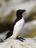 Razorbill (Alca Torda), Maine, USA Photographic Print by John Abbott