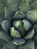 Desert Agave (Agave Deserti) or Century Plant, Anza Borrego Desert State Park, California, USA Photographic Print by David Cobb