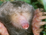 Eastern Mole (Scalopus Aquaticus) Emerging Photographic Print by Ken Catania