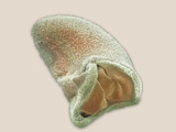 A View into the Mouth and Gullet of the Ciliate Protozoan Bursaria SEM Photographic Print by Aaron Bell