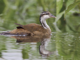 Sungrebe (Heliornis Fulica) Swimming in a Tributary of the Napo River, Amazonian Ecuador Photographie par Glenn Bartley