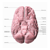 Biomedical Illustration of the Underside of the Human Brain, Labels Giclee Print by Scott Camazine