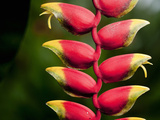 Lobster Claw Heliconia (Heliconia Rostrata), Costa Rica Lámina fotográfica por Gregory Basco