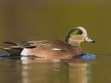 American Wigeon (Anas Americana) Swimming on a Pond in Victoria, British Columbia, Canada Photographic Print by Glenn Bartley