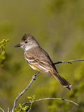 Ash-Throated Flycatcher (Myiarchus Cinerascens), Big Bend National Park, Texas, USA Photographic Print by John Abbott