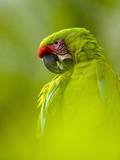 Great Green Macaw (Ara Ambiguus) Photographic Print by Gregory Basco