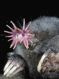 Star-Nosed Mole (Condylura Cristata) Inside Tunnel Photographic Print by Ken Catania