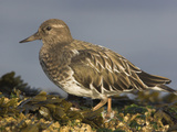 Black Turnstone (Arenaria Melanocephala) Along the Shoreline in Victoria, British Columbia, Canada Photographic Print by Glenn Bartley