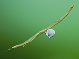 Twig-Like Feather-Legged Spider with Prey Photographic Print by Tan Chuan-Yean