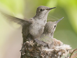 Anna's Hummingbird (Calypte Anna) Trying Out its New Wings from the Nest, Irvine, California Photographic Print by Hal Beral