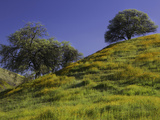 Oaks and Spring Wildflowers in Lost Hills, California, USA Photographic Print by David Cobb