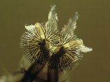 Marsh Fly (Sepedon Fuscipennis) Posterior End of Larva, LM X60 Photographic Print by Tom Adams