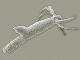Hydra Showing the Beginning of a Bud Hydra's are Freshwater Cnadarians Photographic Print by Aaron Bell