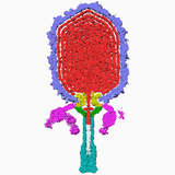 The Inside Half of a Three-Dimensional Reconstruction of Bacteriophage 29 Photographic Print by Timothy Baker