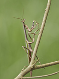 A Praying Mantis Perched on a Branch at the Mindo Loma Reserve in Northwest Ecuador Photographic Print by Glenn Bartley