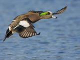 American Wigeon (Anas Americana) Flying in Victoria, British Columbia, Canada Photographic Print by Glenn Bartley