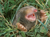 Eastern Mole (Scalopus Aquaticus) Emerging from Tunnel Photographic Print by Ken Catania