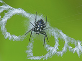 Spider on its Web (Neogea Nocticolor) Photographic Print by Tan Chuan-Yean