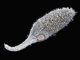 Predation Among Protozoans Photographic Print by Aaron Bell