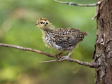 Spruce Grouse Chick (Falcipennis Canadensis) Photographic Print by John Abbott