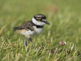 Killdeer Chick (Charadrius Vociferus) in the Grass in Victoria, British Columbia, Canada Photographie par Glenn Bartley