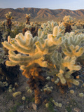 Teddy Bear or Jumping Cholla Cactus (Opuntia Bigelovii) Desert, Joshua Tree National Park Photographie par David Cobb