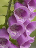 Foxglove Flowers (Digitalis Purpurea) Photographie par Gary Cook