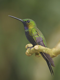 Black-Throated Brilliant (Heliodoxa Schreibersii) Perched on a Branch at the Wildsumaco Reserve Photographic Print by Glenn Bartley