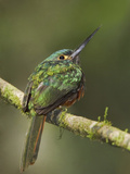 Coppery-Chested Jacamar (Galbula Pastazae) Perched on a Branch Photographie par Glenn Bartley