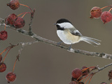 Black-Capped Chickadee (Poecile Atricapillus) Perched on a Branch, Ottawa, Ontario, Canada Photographie par Glenn Bartley