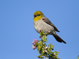 Verdin (Auriparus Flaviceps), Big Bend National Park, Texas, USA Photographic Print by John Abbott