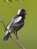 Bobolink (Dolichonyx Oryzivorus) Singing from a Branch, Ontario, Canada Photographie par Glenn Bartley