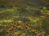 California Poppy, Tansy, and Yellow Coreopsis Spring Wildflowers Photographic Print by David Cobb