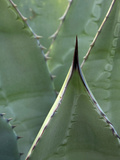 Thorny Succulent Leaves of Desert Agave (Agave Deserti), Anza Borrego Desert State Park, California Photographic Print by David Cobb
