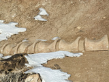 Replica of Brachiosaurus Altithorax Dinosaur Vertebrae in Situ in the Morrison Formation Photographic Print by John Arnaldi