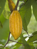 Cacao Tree Pod (Theobroma Cacao) the Seeds of Which are Used to Make Chocolate, Kerala, India Photographic Print by Hal Beral